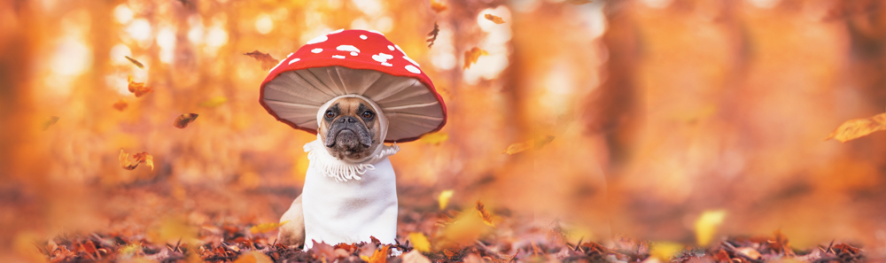als Fliegenpilz verkleideter Hund im Herbstwald